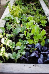 Overhead shot of our community garden plot with herbs, cauliflower, and lettuces. Stories from garlicdelight.com.