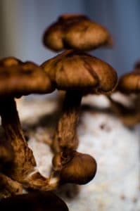 A close up look of a group of fully grown Shiitake Mushrooms with a soft blurry background.